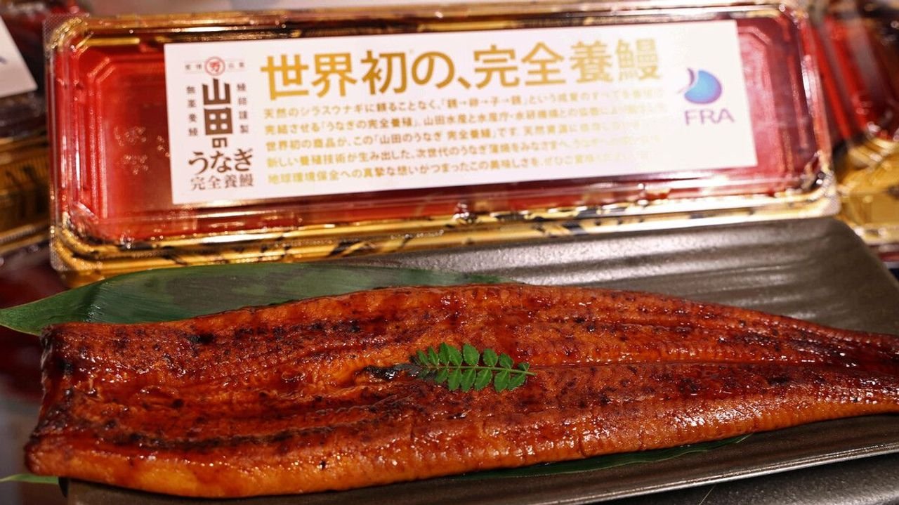 イオン 完全養殖ウナギを試験販売