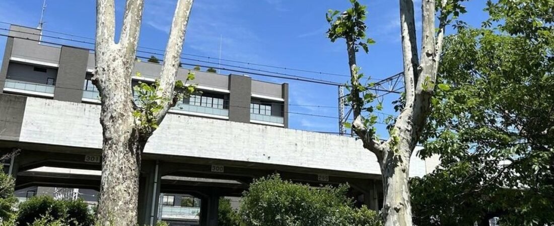 なぜ 街路樹の「やりすぎせん定」