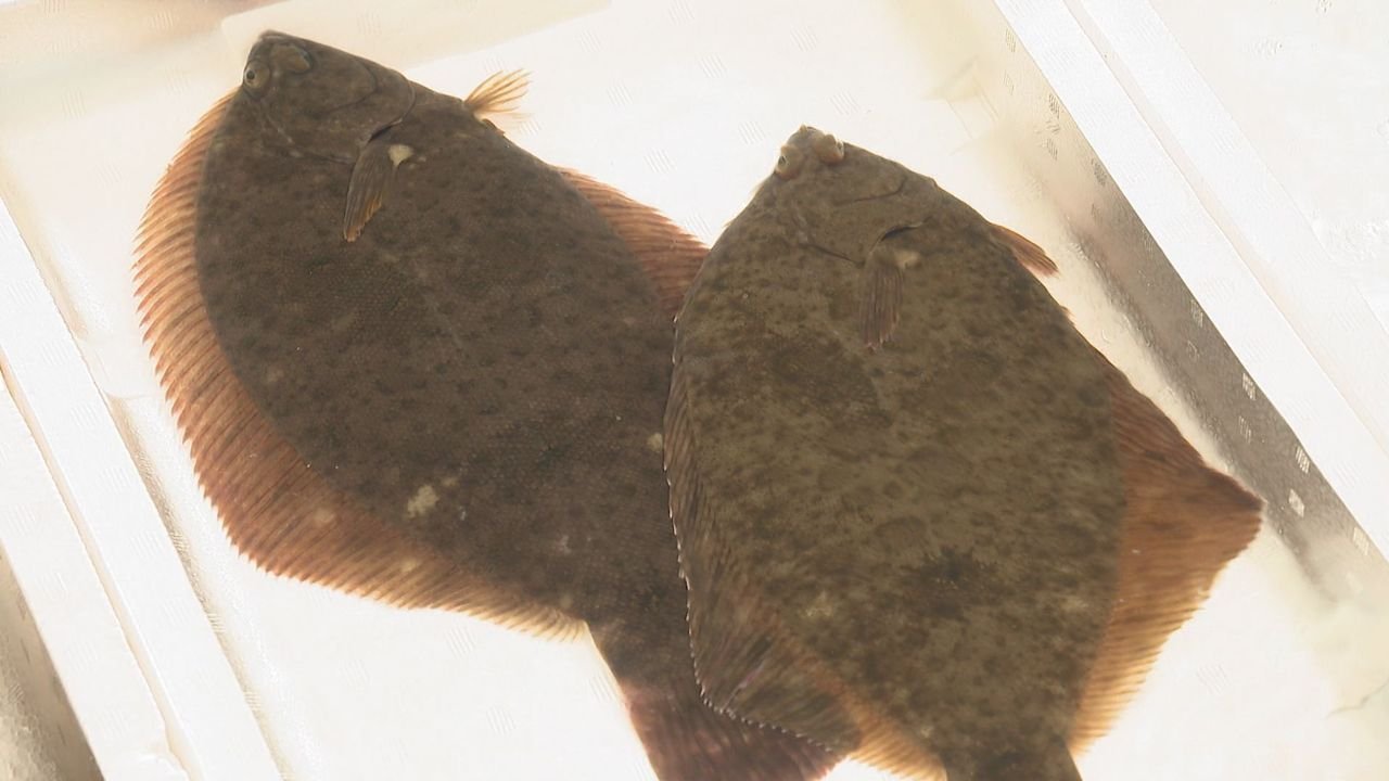 高級魚「城下かれい」異常高騰