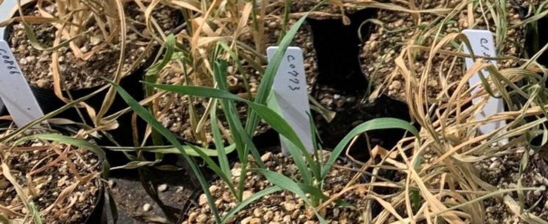 廃棄予定の小麦青々 乾燥耐性判明