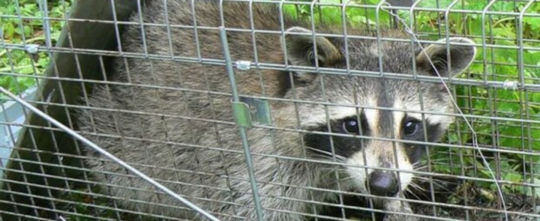 東京23区でアライグマが激増 なぜ