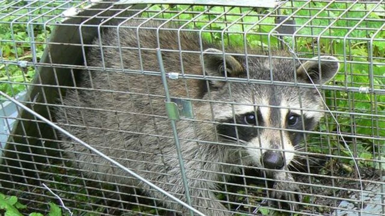 東京23区でアライグマが激増 なぜ