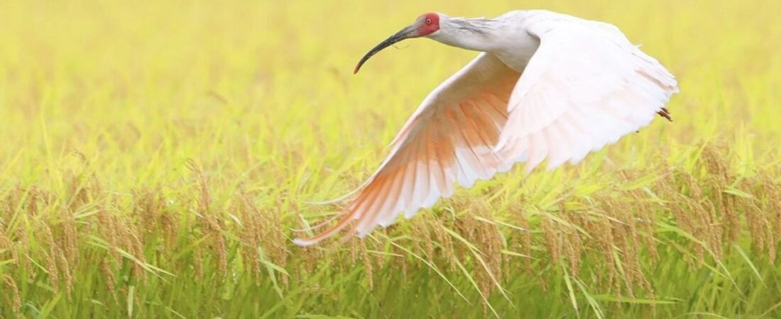 トキ放鳥 56年ぶりに本州で野生に