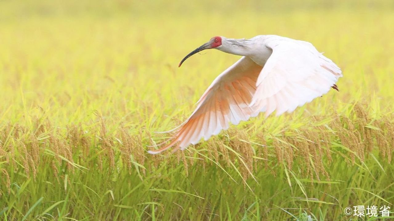 トキ放鳥 56年ぶりに本州で野生に