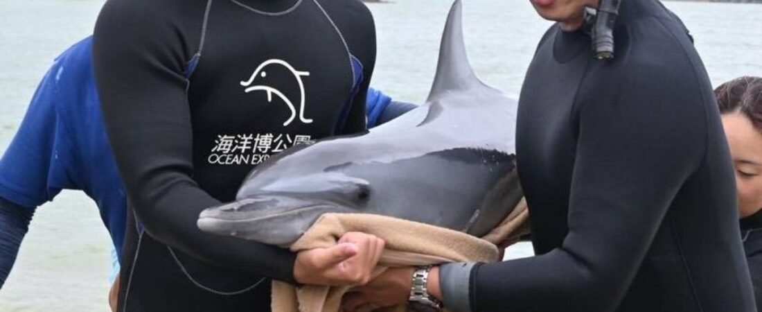 海岸に弱ったイルカ 水族館に搬送