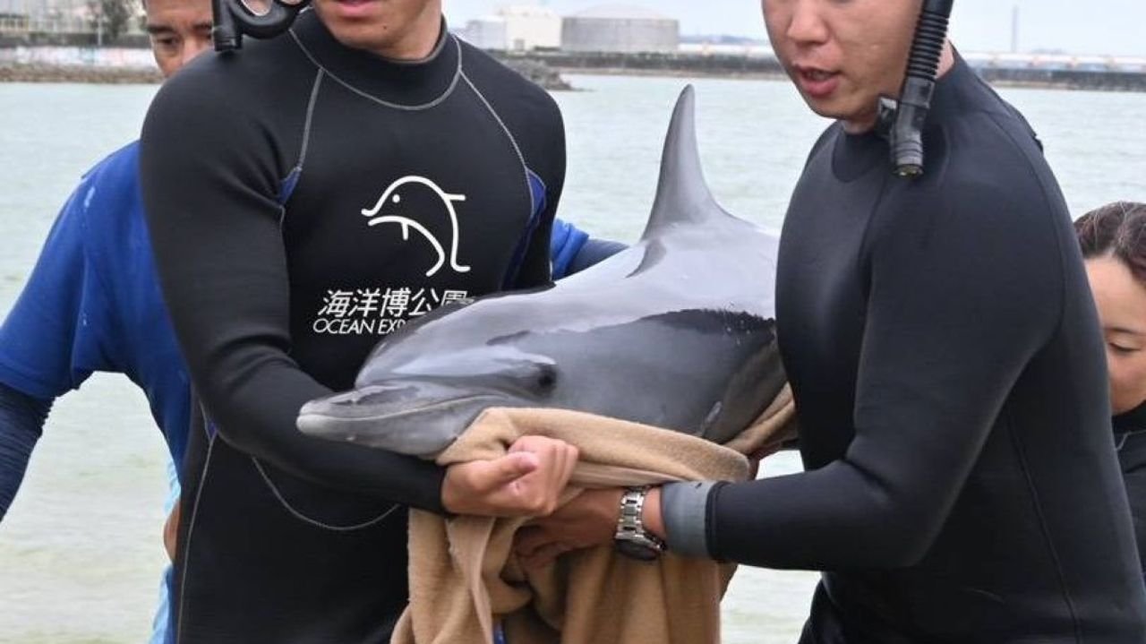海岸に弱ったイルカ 水族館に搬送