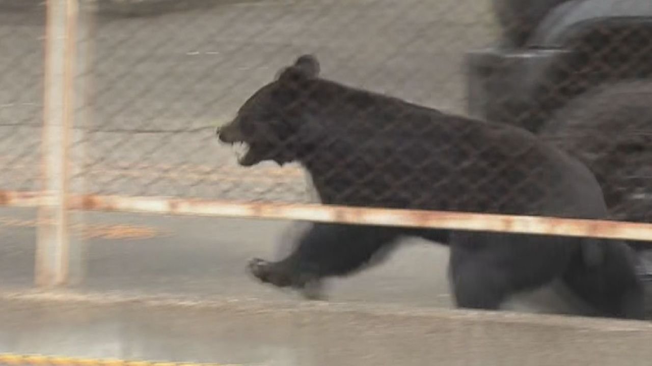 人の構造物に慣れたクマ 識者指摘