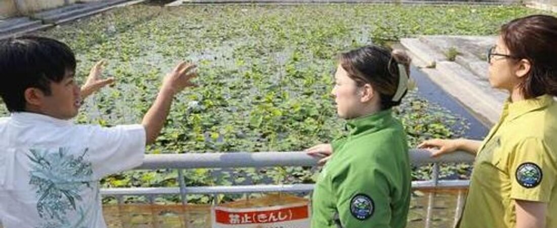 メス1匹で繁殖 外来ザリガニ拡大