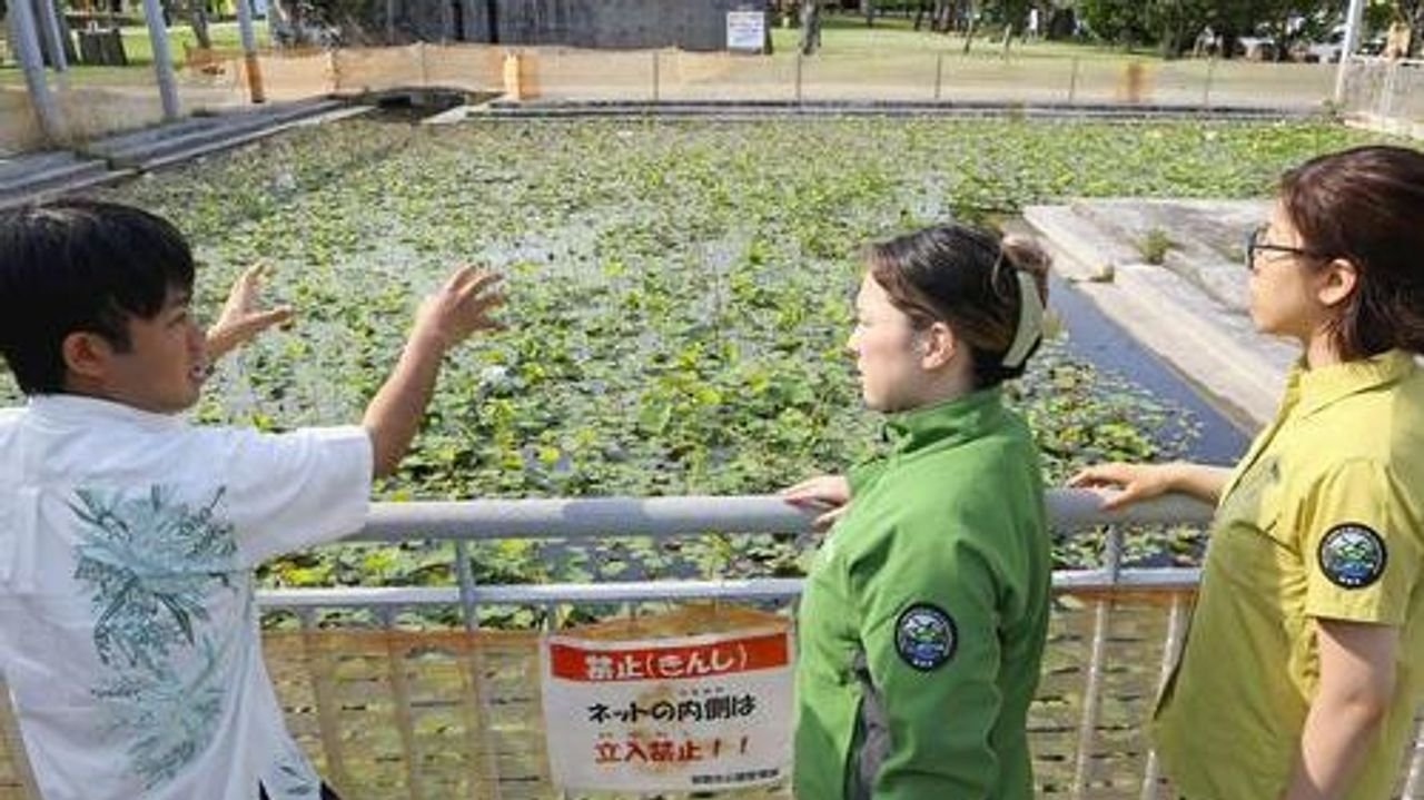 メス1匹で繁殖 外来ザリガニ拡大