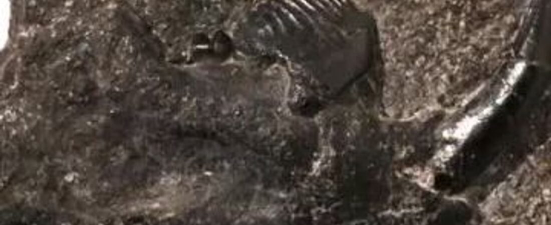 8000万年前の新種哺乳類化石 発見