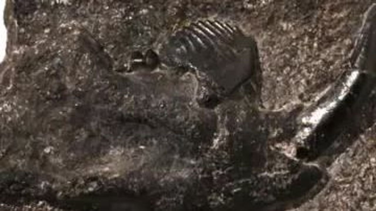 8000万年前の新種哺乳類化石 発見