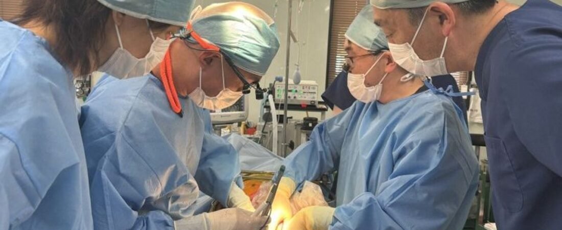ブタ腎臓移植 28年にも国内で治験