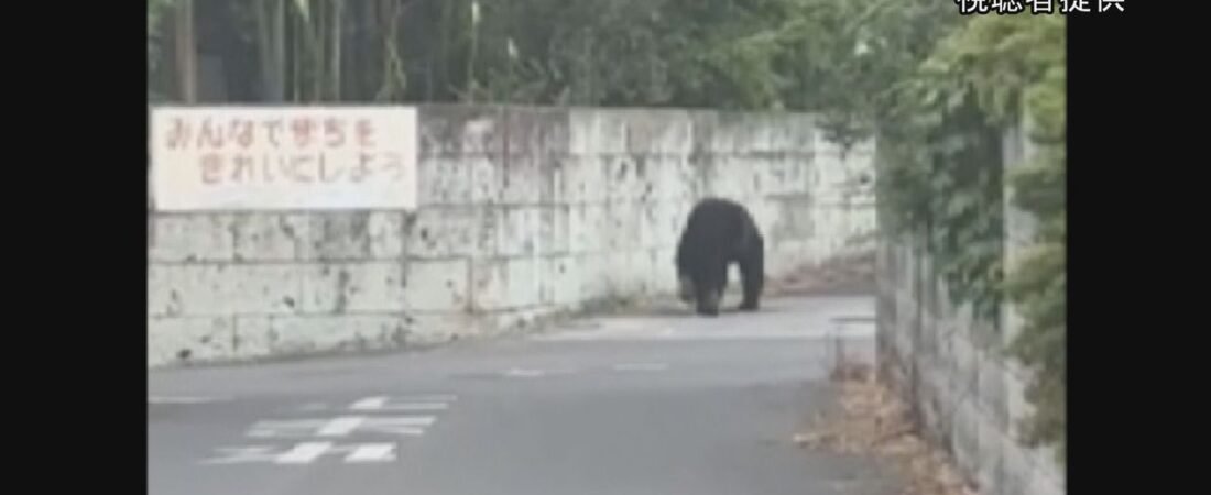 クマ 宇都宮市立の全小中学休校