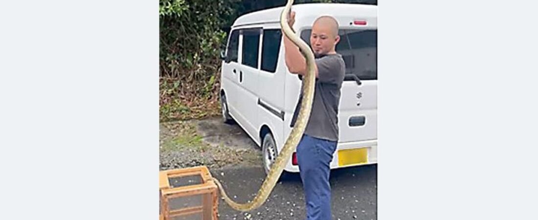 全長194センチのハブ 捕獲者驚き