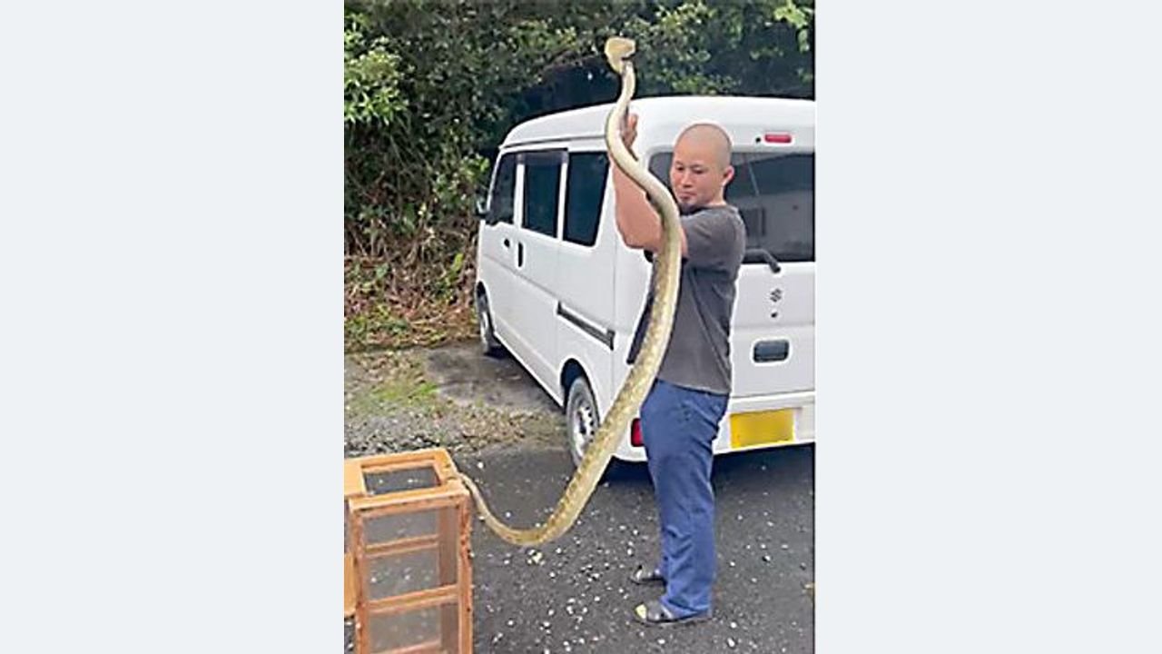 全長194センチのハブ 捕獲者驚き