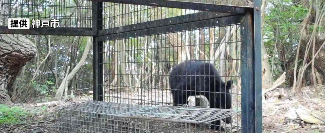 神戸市で初めて「クマ」出没確認