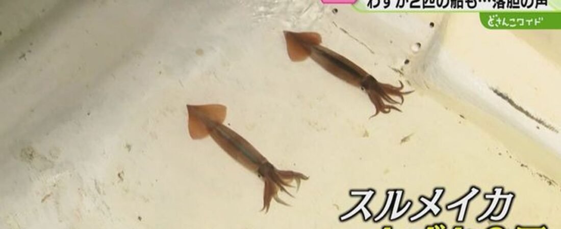 スルメイカ不漁 夢も希望もねえ