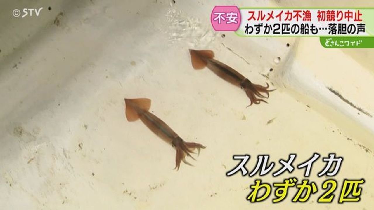 スルメイカ不漁 夢も希望もねえ